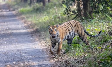 ormanda güzel kaplan
