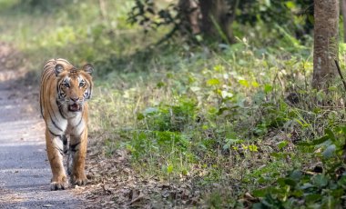 beautiful tiger walking on path and looking at camera in the forest