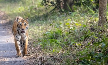 beautiful tiger looking at camera and walking in the forest  