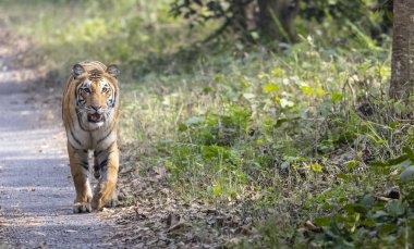 beautiful bengal tiger in the forest  