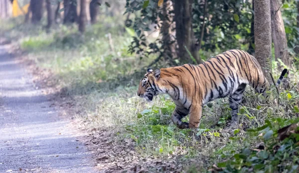 Tiger Walking Road Forest — Fotografia de Stock