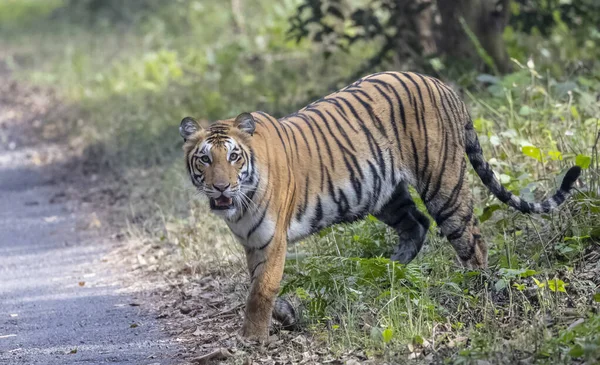 Hermoso Tiro Tigre Bosque —  Fotos de Stock