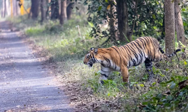 Side View Tiger Forest — Zdjęcie stockowe