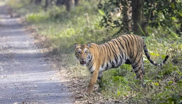 Beautiful Shot Tiger Walking Forest — 스톡 사진