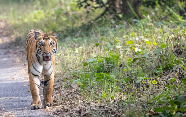 Beautiful Tiger Looking Camera Walking Forest —  Fotos de Stock