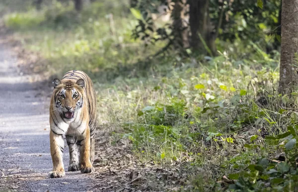 Majestic Bengal Tiger Walking Forest — Stock fotografie