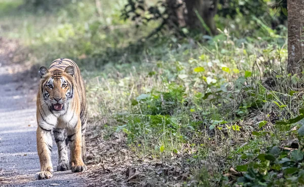 Beautiful Tiger Walking Path Looking Camera Forest —  Fotos de Stock