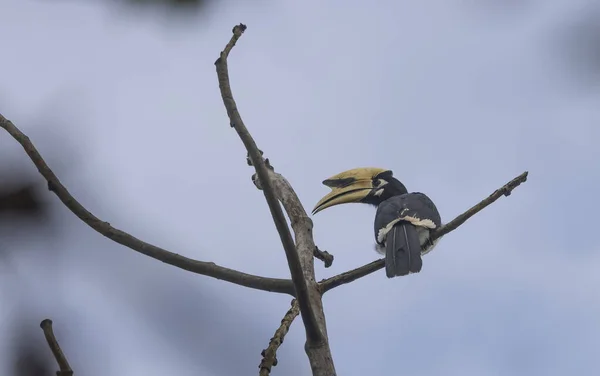 Schilderachtig Uitzicht Prachtige Vogel Natuur — Stockfoto