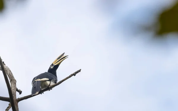 Uccello Ramo Albero — Foto Stock