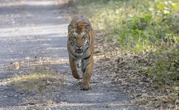 Hermoso Tigre Mirando Cámara Caminando Por Camino Bosque —  Fotos de Stock