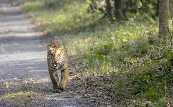 Majestic Bengal Tiger Walking Forest — Zdjęcie stockowe