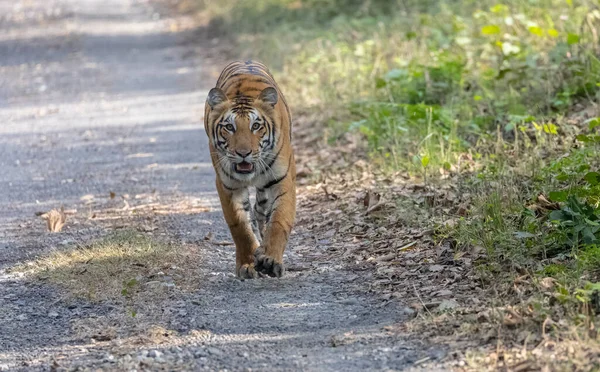 Hermoso Tigre Caminando Por Camino Mirando Cámara Bosque —  Fotos de Stock