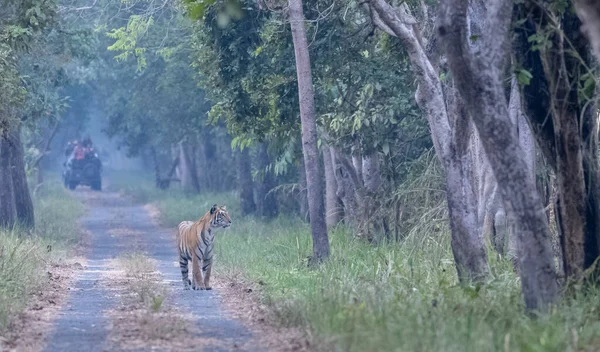 Beautiful Wild Tiger Walking Path Forest —  Fotos de Stock
