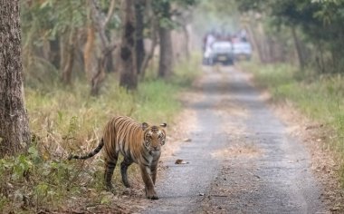 beautiful shot of a tiger in the forest