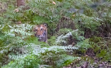 beautiful tiger in the forest in wildlife