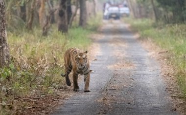 beautiful tiger on road in the forest