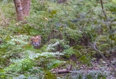majestic wild bengal tiger hiding in lush green foliage 