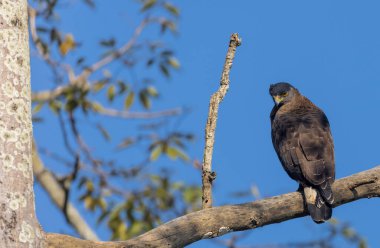 Kuş bir ağaç dalında oturuyor.