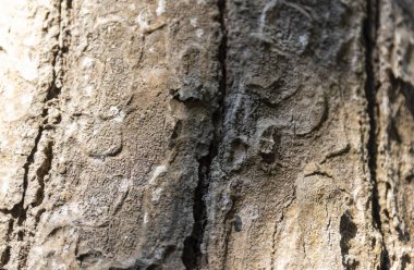 Eski ağaç kabuğu dokusunu kapat  