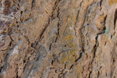 texture of a tree bark texture 