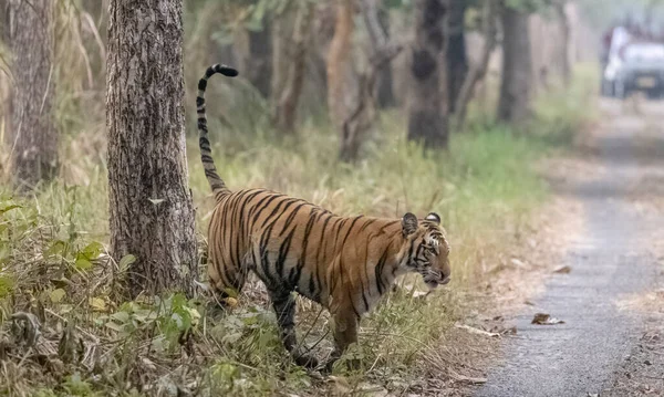 Hermoso Tiro Tigre Caminando Bosque — Foto de Stock