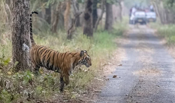 Hermoso Tigre Salvaje Caminando Por Camino Bosque —  Fotos de Stock