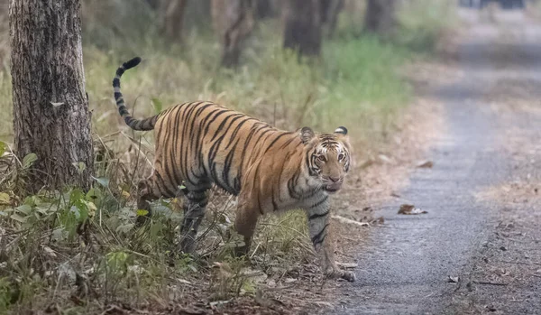Beautiful Shot Tiger Walking Forest — Zdjęcie stockowe