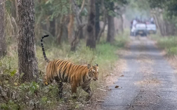 Hermoso Tiro Tigre Caminando Bosque — Foto de Stock