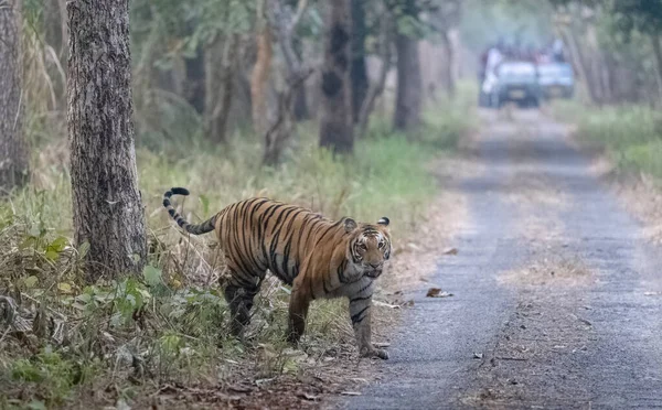 Hermoso Tigre Salvaje Caminando Por Camino Bosque — Foto de Stock