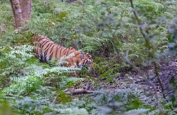 Beautiful Tiger Forest Wildlife — Zdjęcie stockowe