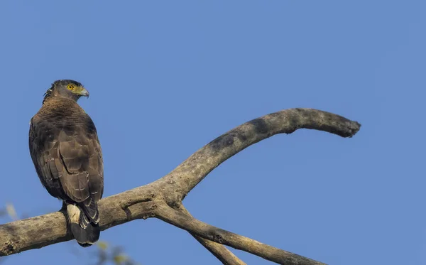Птица Ветке Дерева Лесу — стоковое фото