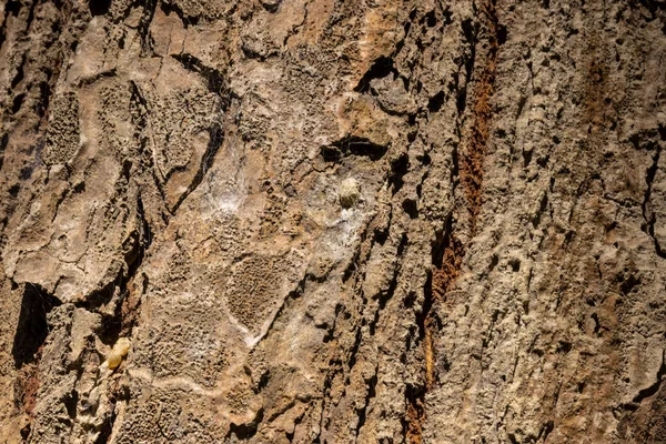 Texture Tree Bark Texture — Stock Photo, Image