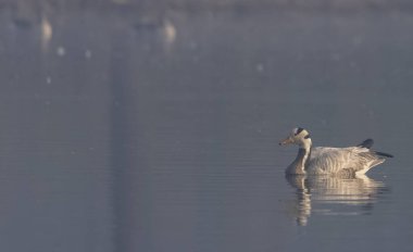 Bar-headed geese (Anser indicus) floating on river.