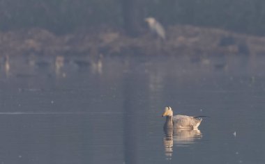 Bar-headed geese (Anser indicus) floating on river.
