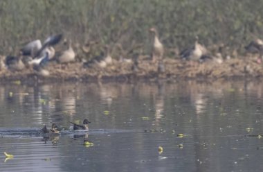 Nehirde yüzmeye ördek sürüsü