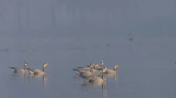 Bar Headed Geese Anser Indicus Floating River — Photo
