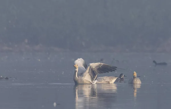 Bar Headed Geese Anser Indicus Floating River — Foto Stock