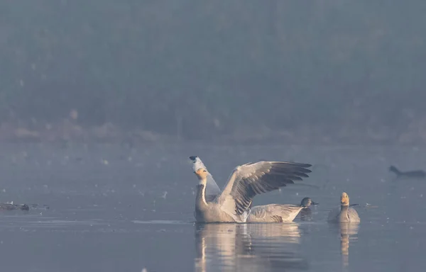Bar Headed Geese Anser Indicus Floating River — Foto Stock