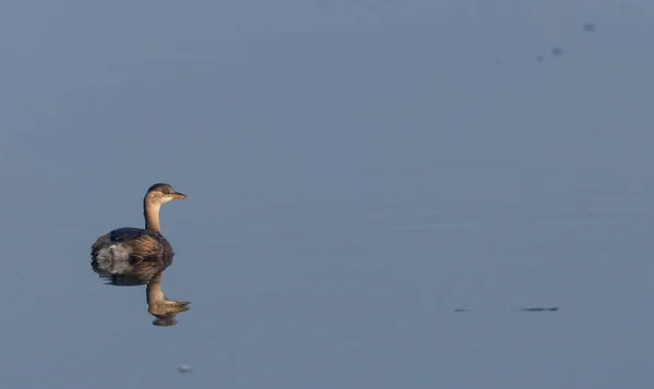 Primo Piano Bellissimo Uccello Acqua — Foto Stock