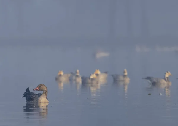 Geese Επιπλέουν Ήρεμα Νερά Του Ποταμού — Φωτογραφία Αρχείου