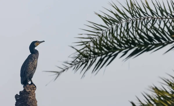 Schilderachtig Uitzicht Prachtige Vogel Natuur — Stockfoto