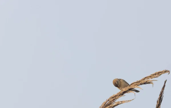 Closeup Bird Blue Sky Background — Photo