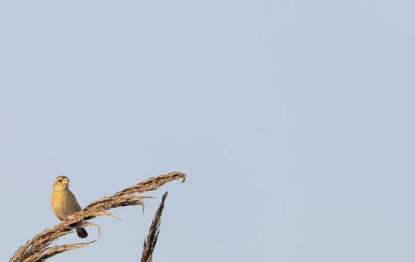 Bird Plant Blue Sky Background — Stockfoto