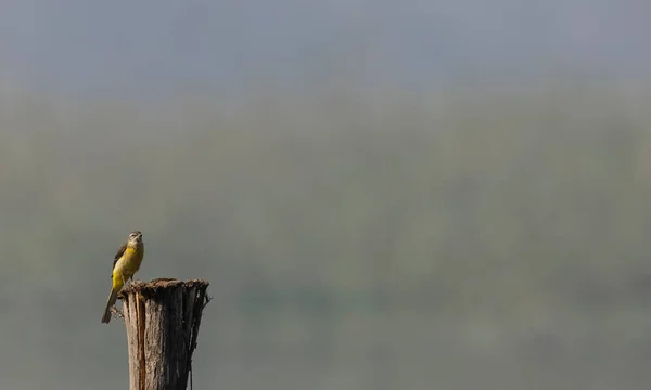 Bird Sitting Log Forest — стоковое фото