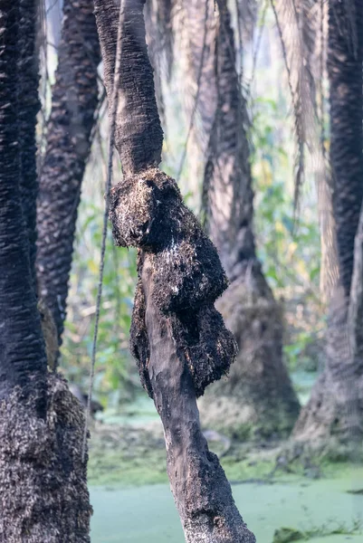 Primer Plano Tronco Árbol Bosque —  Fotos de Stock