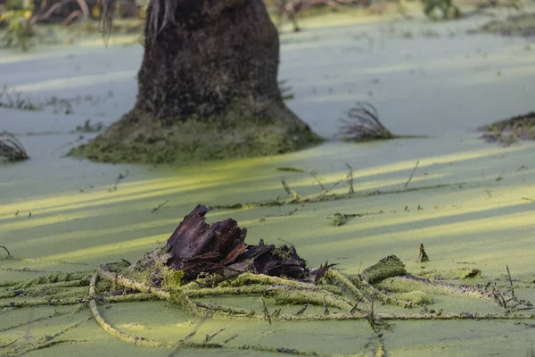 Natural Scene Pond Plants — 스톡 사진