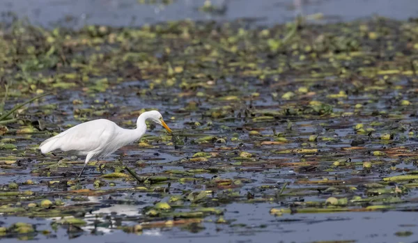 Beautiful White Egret Natural Habitat — Stockfoto