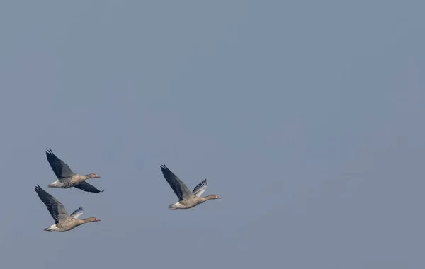 Greylag Geese Anser Anser Flying Sky — Fotografia de Stock