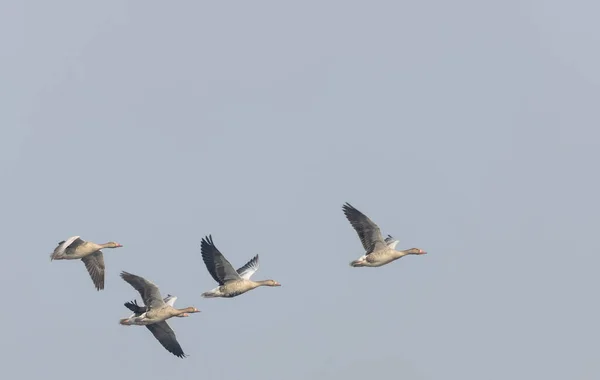 Greylag Geese Anser Anser Flying Sky — Fotografia de Stock