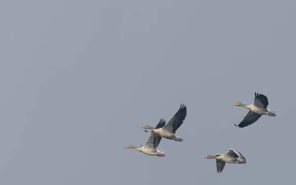 Greylag Geese Anser Anser Flying Sky — 스톡 사진
